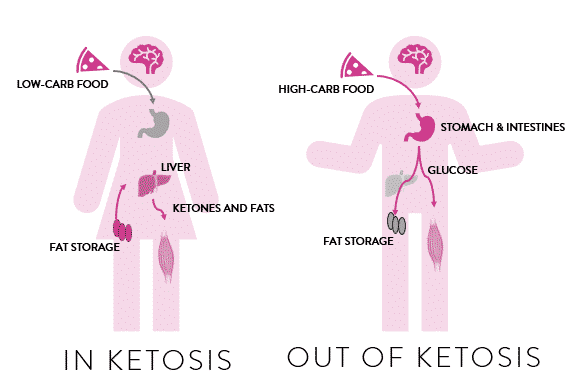 Ketosis: where does the energy come from